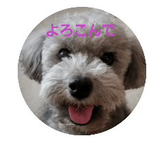 [LINEスタンプ] キュートなちょこたん