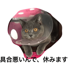 [LINEスタンプ] 毒舌ねこの"もちもち"