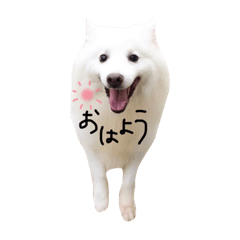 [LINEスタンプ] 日本スピッツのおすぴくん