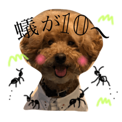 [LINEスタンプ] 亀屋のコタロウくん
