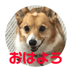 [LINEスタンプ] わが家の犬の挨拶
