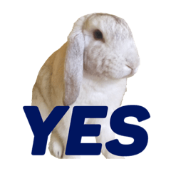 [LINEスタンプ] うさぎのジョッピ