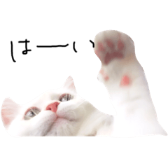 [LINEスタンプ] ねこ の ちくわ