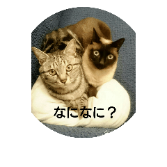 [LINEスタンプ] 聞き返す