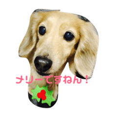 [LINEスタンプ] うちのメリー2