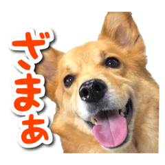 [LINEスタンプ] ぎんさんセリフスタンプ