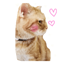 [LINEスタンプ] 出会ったねこちゃん