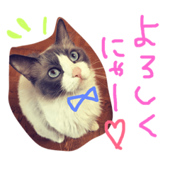 [LINEスタンプ] 猫のハク様