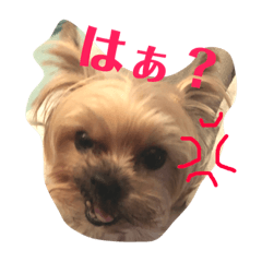 [LINEスタンプ] コロネのスタンプ