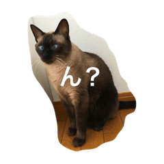 [LINEスタンプ] ねこ_だらけ_にゃん