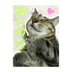 [LINEスタンプ] ねこのモカスタンプ2