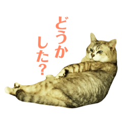 [LINEスタンプ] 太っちょ猫チビの日常