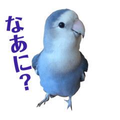 [LINEスタンプ] 青いコザクラの一言