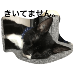 [LINEスタンプ] 兄弟猫あおとあんずが日常5