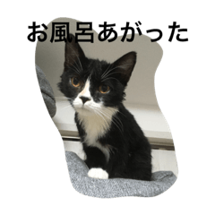 [LINEスタンプ] 兄弟猫あおとあんずの日常6