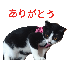 [LINEスタンプ] にゃんたすてぃっくフォー