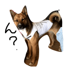[LINEスタンプ] 元保護犬 ちゃお