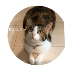 [LINEスタンプ] ねこのメルさん