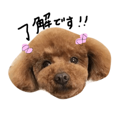[LINEスタンプ] プーちゃんの日常