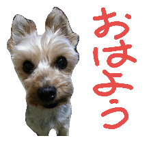 [LINEスタンプ] くぅぅ