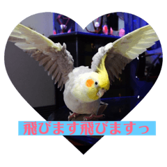 [LINEスタンプ] オカメインコのひとりごと