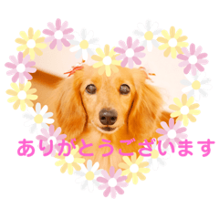 [LINEスタンプ] ミニチュアダックスの、はなちゃんです。