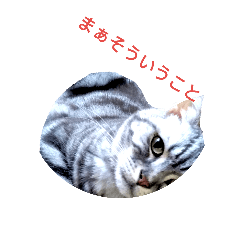 [LINEスタンプ] 猫日常スタンプ