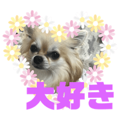 [LINEスタンプ] チワワ 日常編