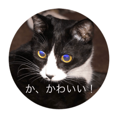 [LINEスタンプ] ルナとクロエの猫スタンプ2