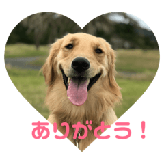 [LINEスタンプ] もおかと言う名前のゴールデンレトリーバー