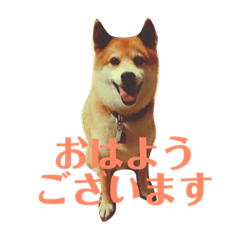 [LINEスタンプ] 柴犬 タロー