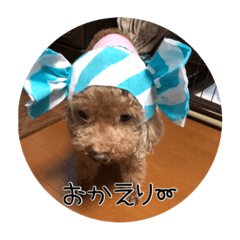 [LINEスタンプ] トイプーなな＆コロンの毎日
