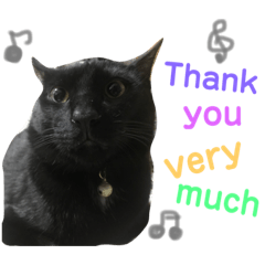 [LINEスタンプ] 黒猫アメ