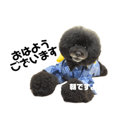 [LINEスタンプ] 黒プーNoahの日常会話