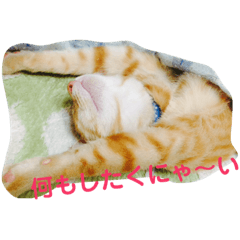 [LINEスタンプ] ねこちゃんず スタンプ