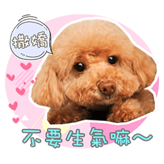 [LINEスタンプ] プードル 赤ちゃんの 日常生活(一)