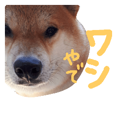 [LINEスタンプ] 柴犬 カマハチ 2
