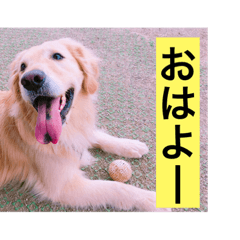 [LINEスタンプ] ゴールデンレトリバー・エビスのスタンプ