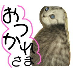 [LINEスタンプ] スコティッシュのぺぺ2