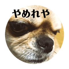 [LINEスタンプ] コタの日々