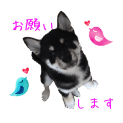 [LINEスタンプ] 黒柴 こたろう パート2