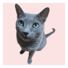[LINEスタンプ] 猫の日常2/ロシアンブルーのフクちゃんの画像（メイン）