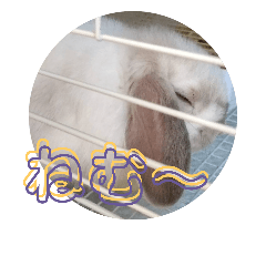 [LINEスタンプ] うさぎのはじめ