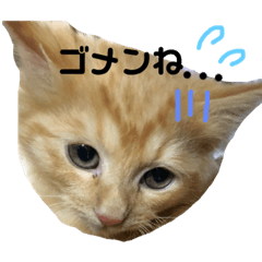 [LINEスタンプ] いろいろ猫ちゃん