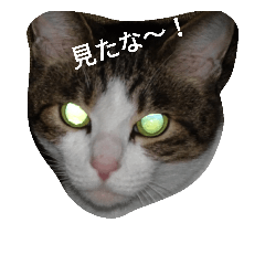 [LINEスタンプ] 靴下戦隊