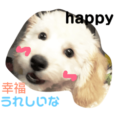 [LINEスタンプ] 台湾、英語、日本語表示のわんこ