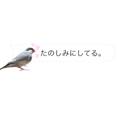 [LINEスタンプ] 吹き出し文鳥さんです。