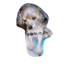 [LINEスタンプ] 飼ってる動物をスタンプにして見ました