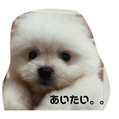 [LINEスタンプ] ミックス犬のジロー君