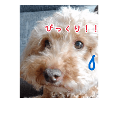 [LINEスタンプ] うちの犬ぽこ